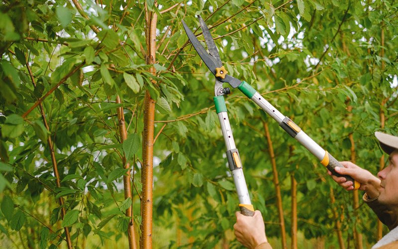 Tree trimming in Abrams, WI