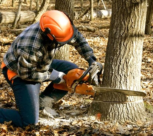 Tree Removal in Abrams, WI
